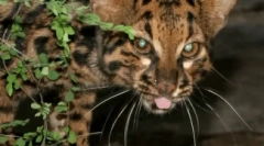 Jak zrozumieć, że kot wkrótce umrze